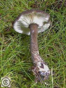 Lactarius lignyotus.jpg_product